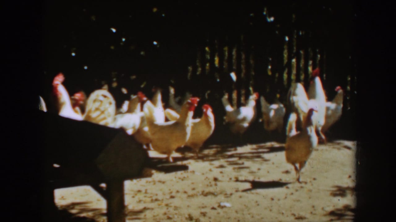 Chickens gather in a sunlit dirt farmyard near a dark wooden fence.