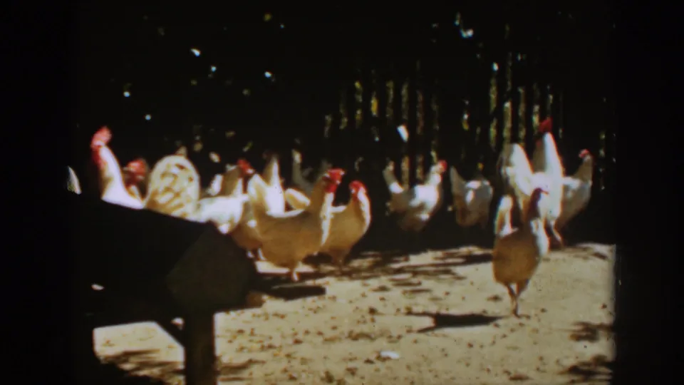 Auburn, California 1939 home-movie frame showing white chickens and a darker bird moving through a sun-dappled dirt yard by a fence.