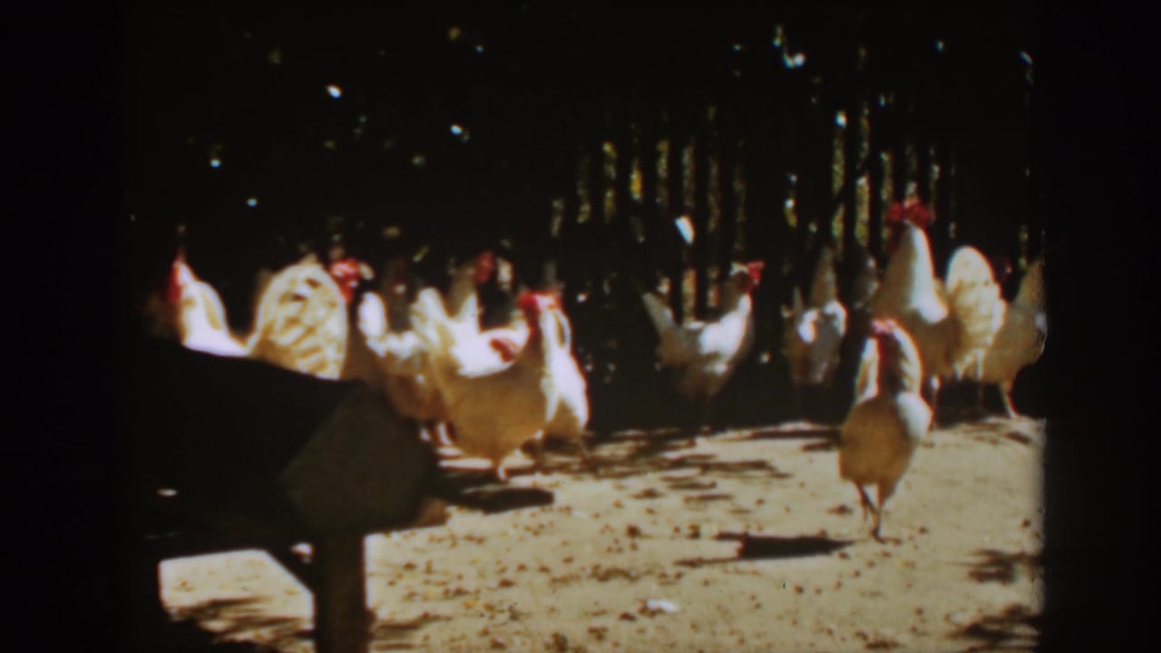 A flock of chickens stands and pecks in a bright dirt yard beside fencing.
