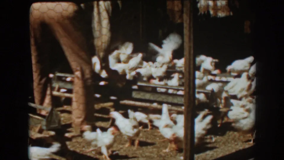 Auburn, California 1939 frame showing a partially visible person tending a dense group of white chickens in a shaded farm structure.
