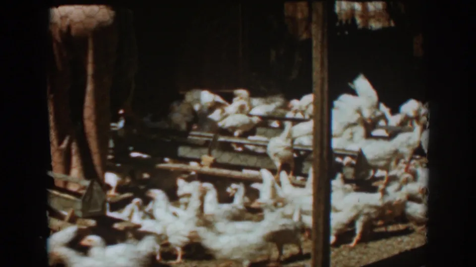 Auburn, California 1939 frame of white chickens clustered around feeding rails inside a darker barn or sheltered poultry area.