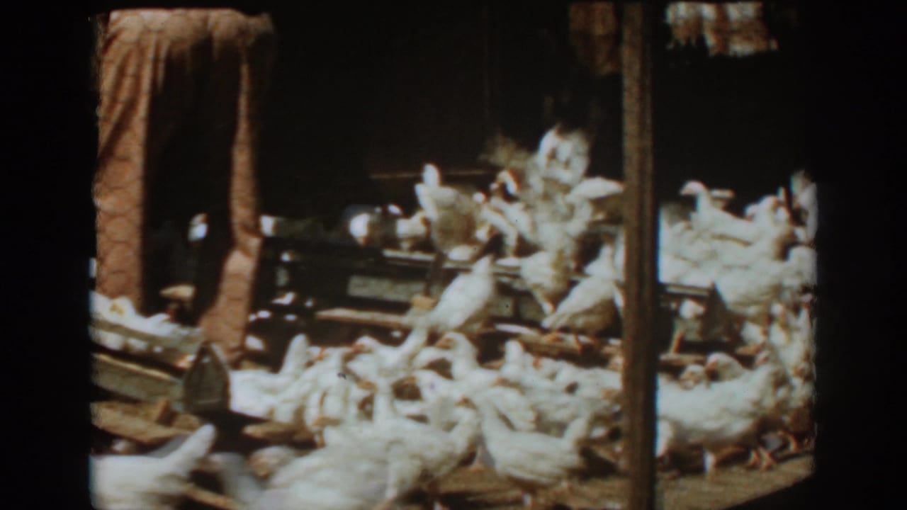 Person in work clothes stands among white chickens near wooden feeding troughs.