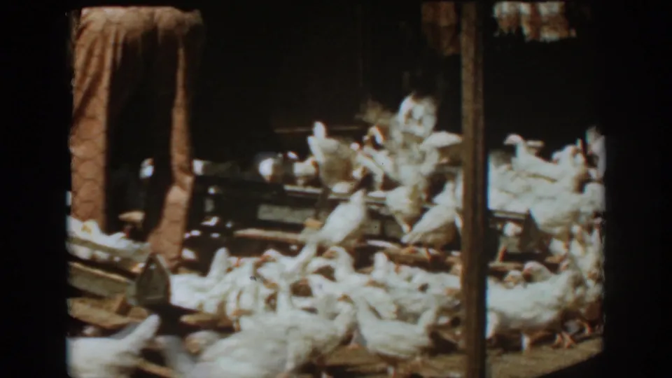 In Auburn, California 1939 footage, a farm worker stands in a dim barn as white chickens gather around wooden troughs.