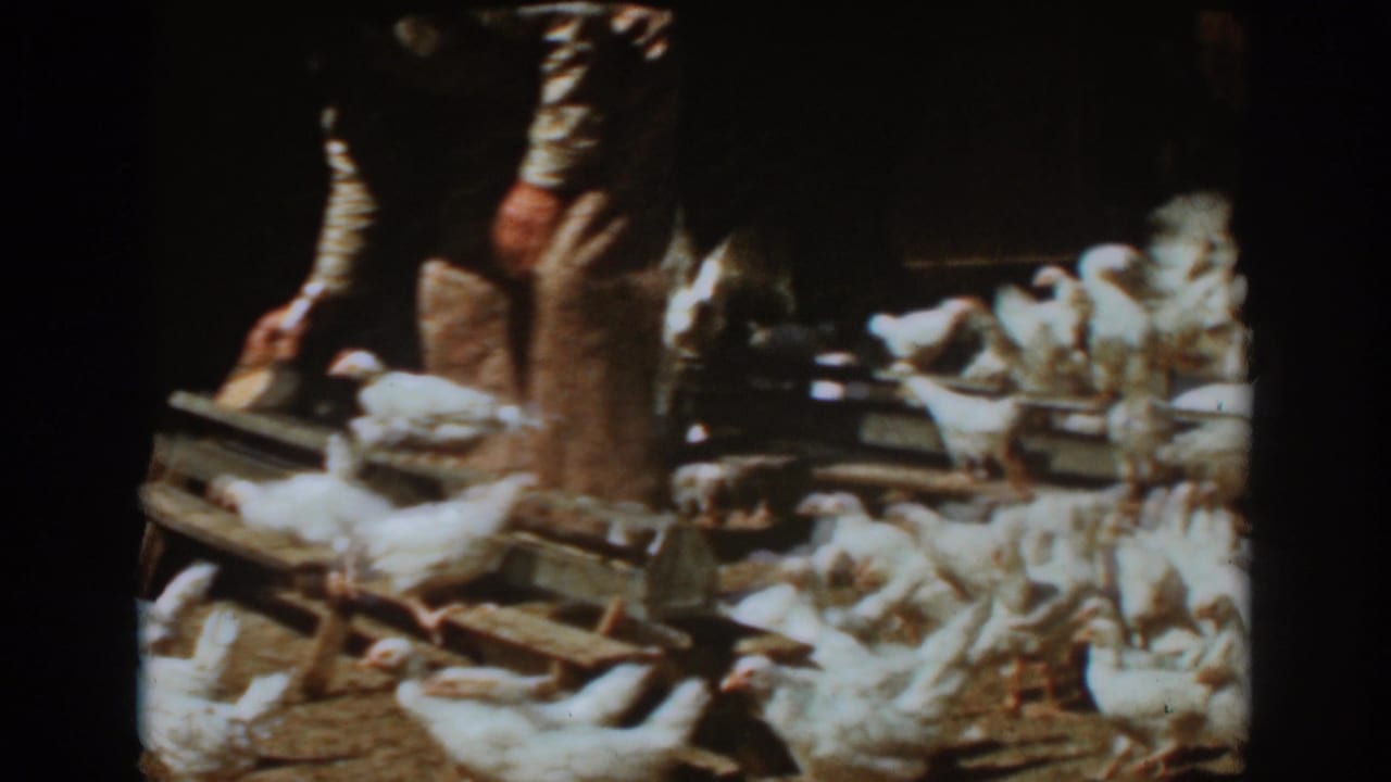 Farm worker bends toward a trough while white chickens move around the barn floor.