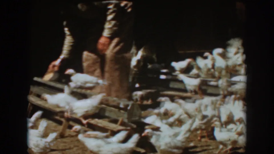 A worker appears to place feed near wooden troughs as white chickens crowd the dim barn interior in Auburn, California footage from 1939.