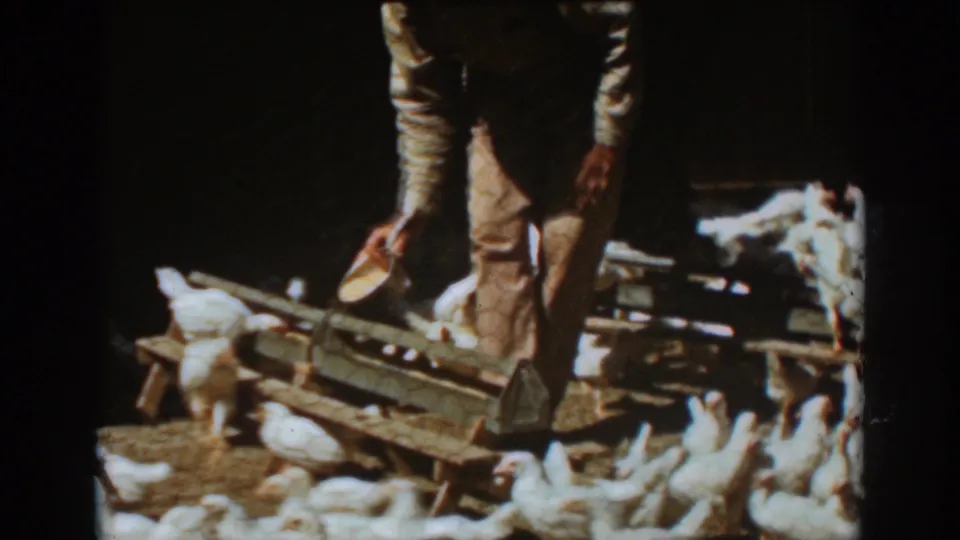 The 1939 Auburn farm scene shows a person holding a small bucket or scoop beside wooden poultry troughs as white chickens cluster below.