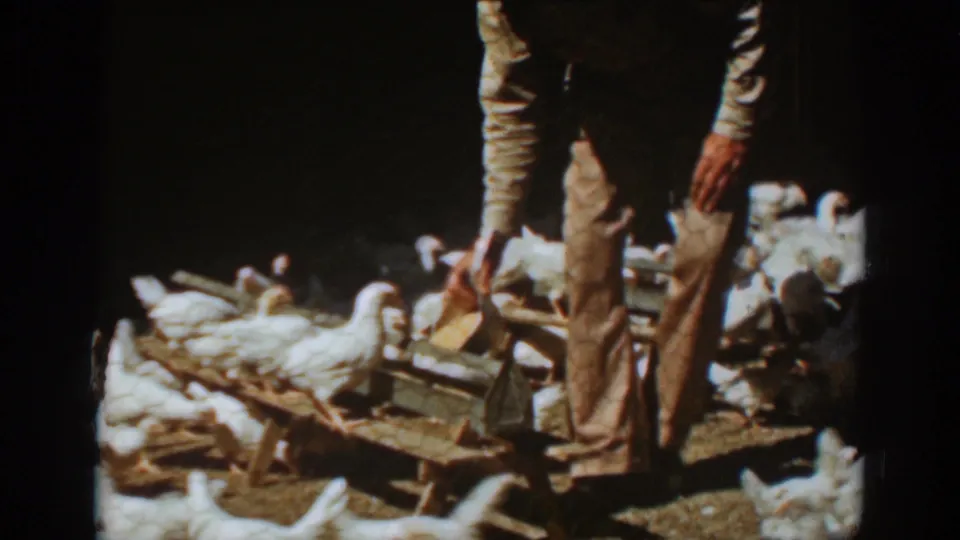 A farm worker stands over a wooden feeding trough with white chickens moving through the dim Auburn, California barn in 1939 home-movie footage.