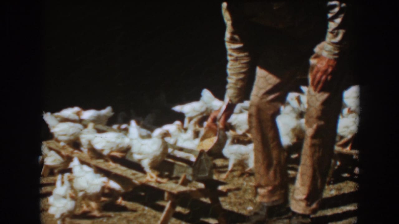 Person in brown pants stands beside white hens gathered at a wooden feeder.