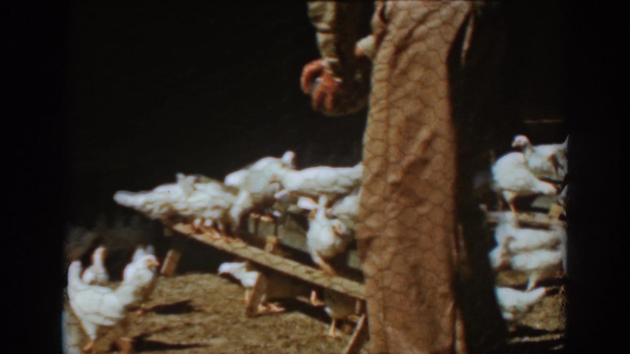 White hens cluster around a wooden feeder beside a tree trunk and standing person.