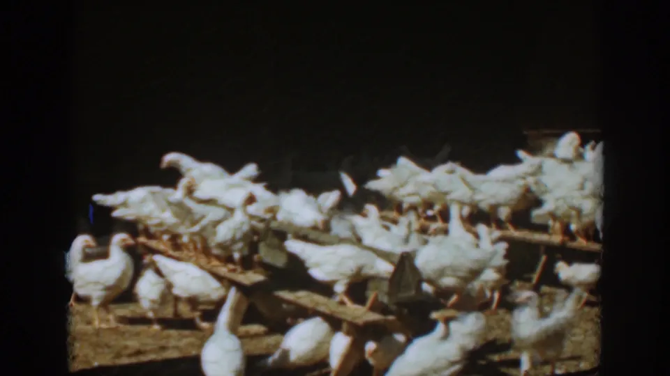 White hens crowd a wooden feeding trough in this 1939 Auburn, California farm home-movie frame.