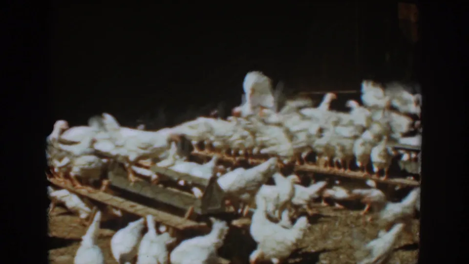A 1939 Auburn, California farm view shows hens feeding along a wooden trough in soft 8mm color.