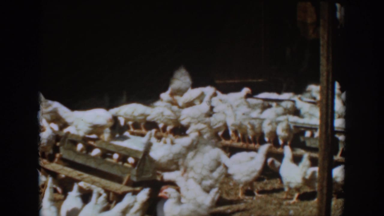 White chickens cluster around wooden feeding troughs inside a dim barn.