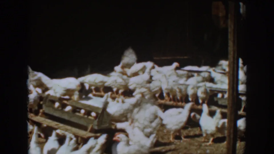White chickens crowd wooden troughs in a dim Auburn, California farm interior, from 1939 8mm home-movie footage.