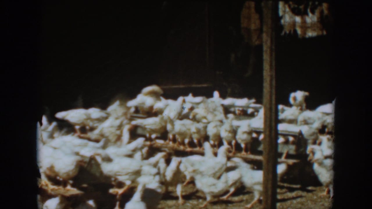 A dense group of white chickens feeds near wooden troughs in shadowed light.