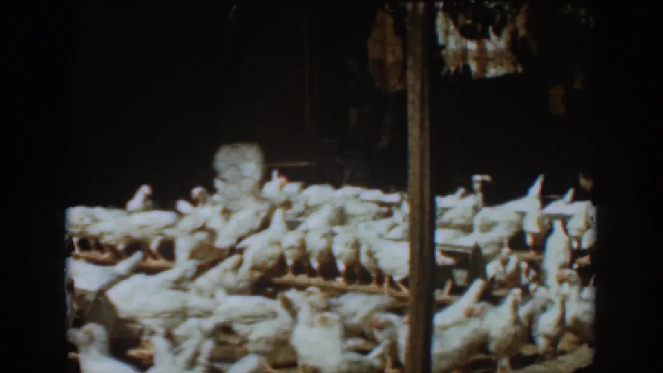 White chickens fill the frame around long wooden feeders in archival 8mm footage identified as Auburn, California in 1939.