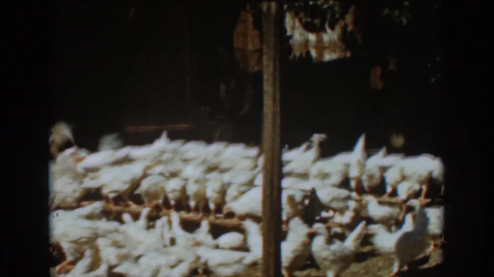 White chickens move around a feeder beside a barn post in the 1939 Auburn, California poultry-farm clip.