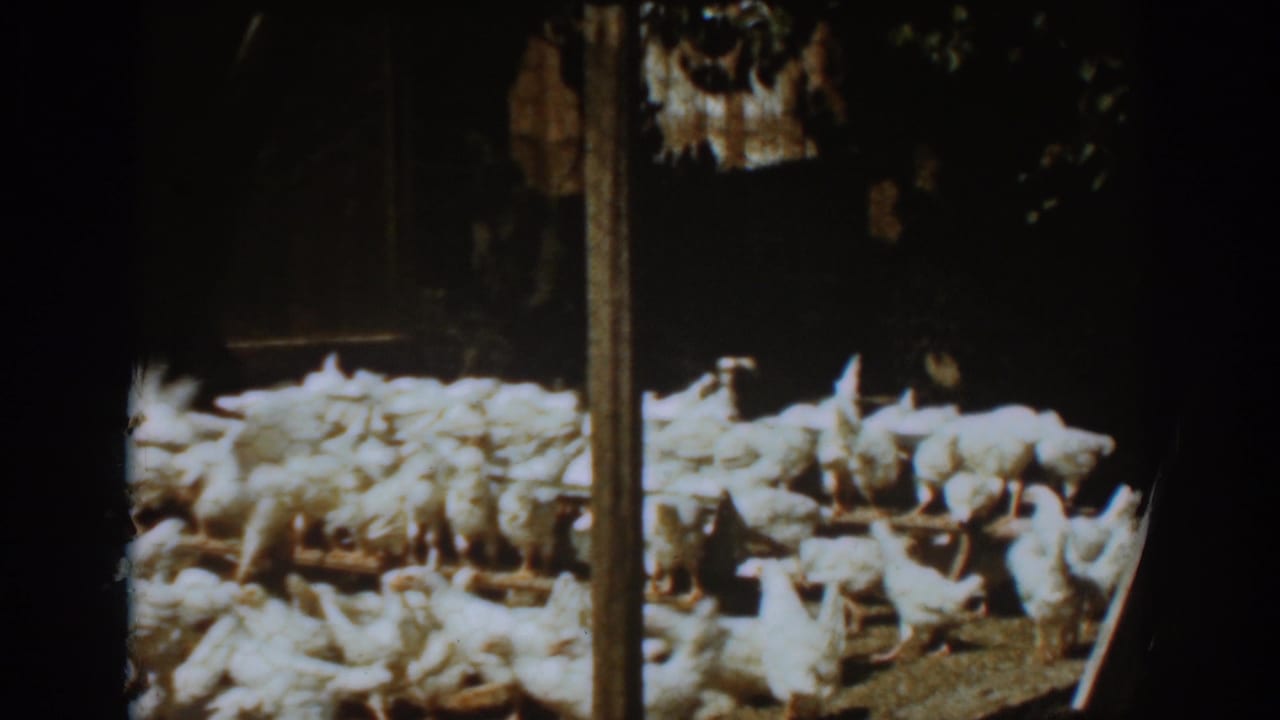 White chickens crowd around wooden feed troughs inside a dark coop.
