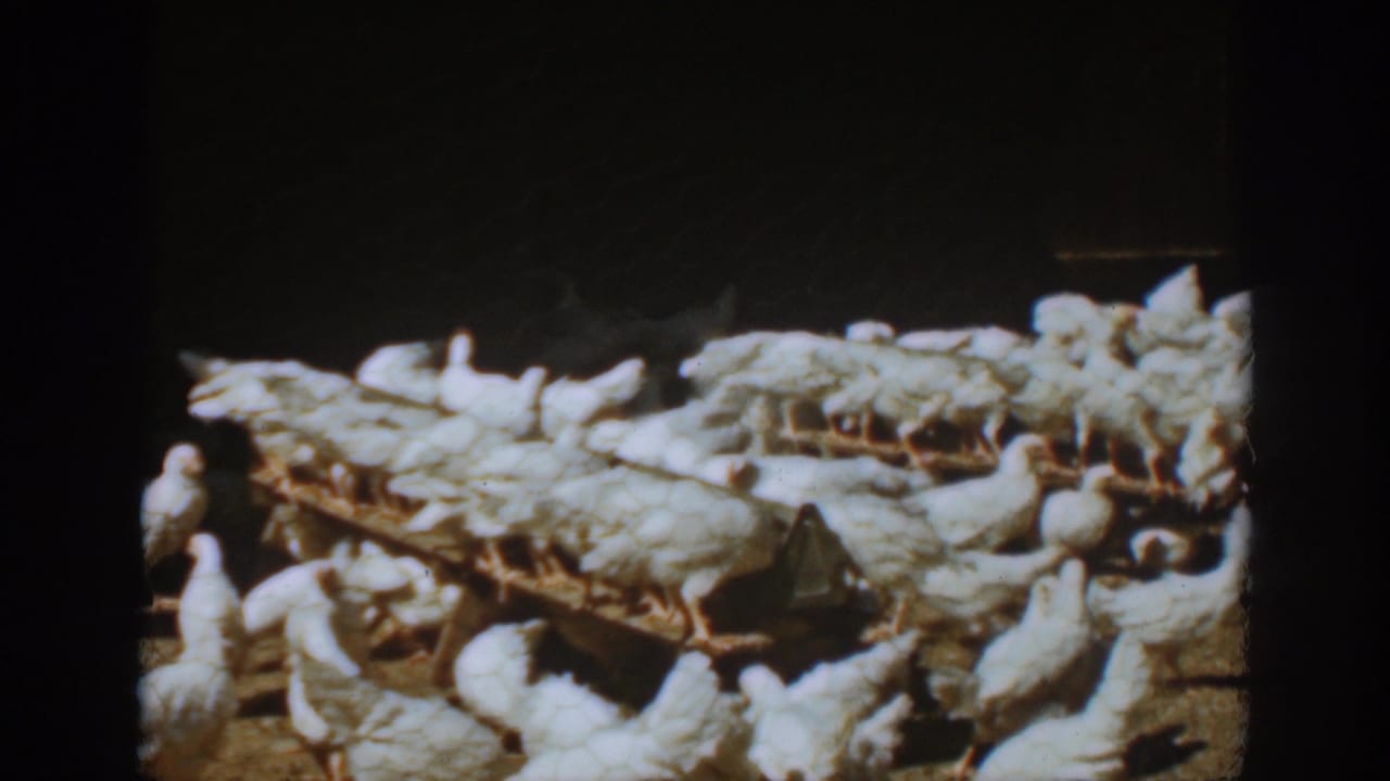 White chickens fill the Auburn, California coop frame, with several birds perched or feeding along raised wooden troughs.