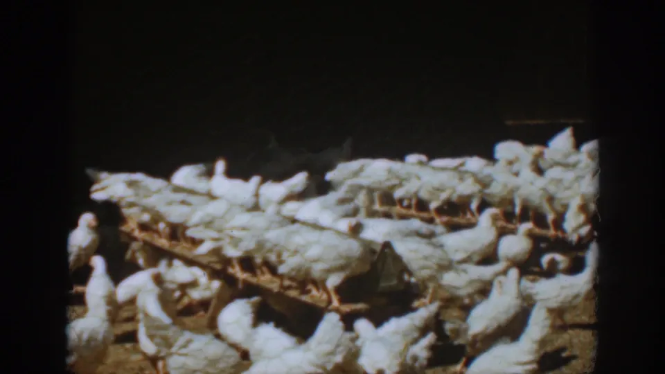White chickens fill the Auburn, California coop frame, with several birds perched or feeding along raised wooden troughs.