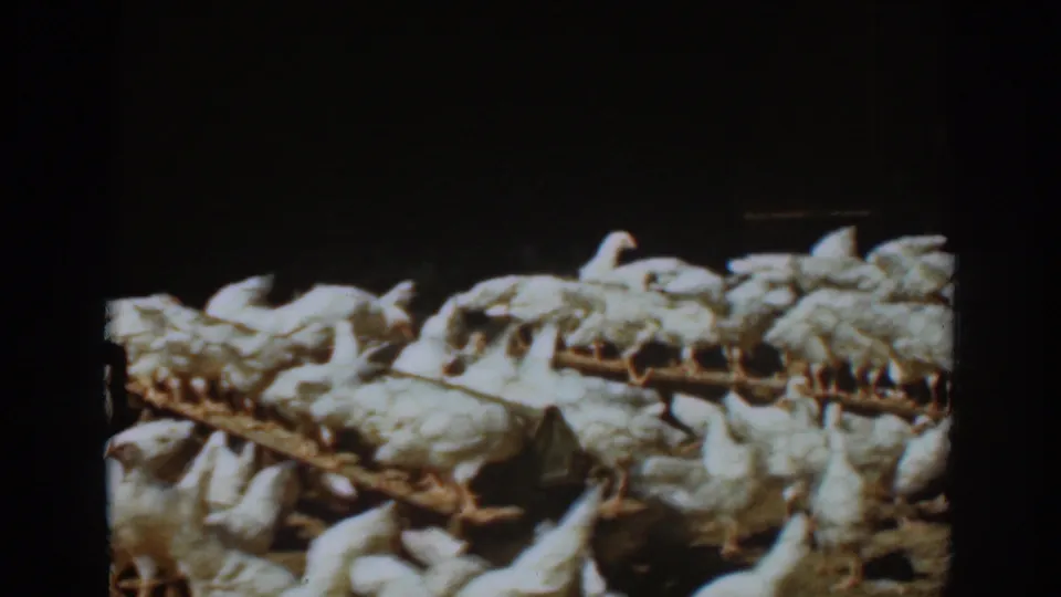 The 1939 Auburn home-movie frame shows a dense group of white chickens around troughs, with the coop interior partly obscured by shadow.