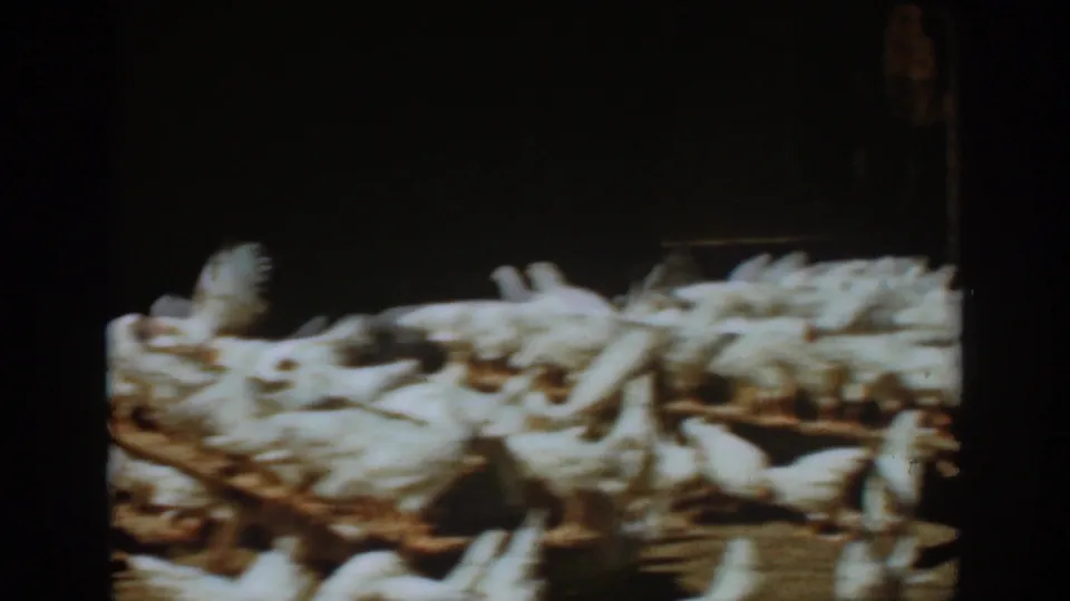 Motion-blurred white chickens fill the lower Auburn, California coop frame as they jostle around a wooden feeding trough.