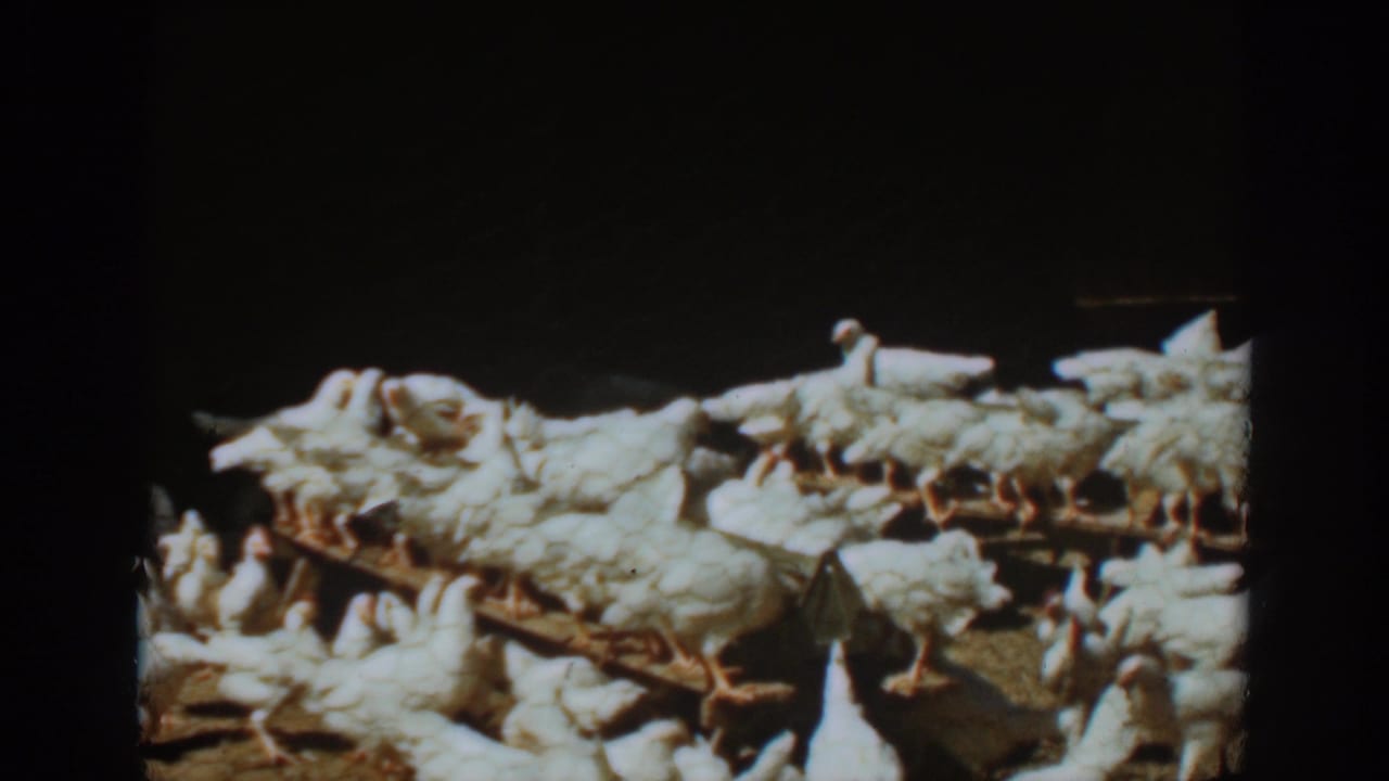 White chickens crowd on wooden perches inside a dark barn or coop.