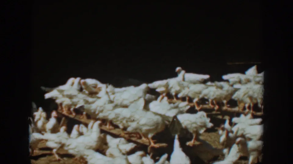 White chickens gather on wooden perches and trays in a dim Auburn, California farm interior, from 1939 home-movie footage.