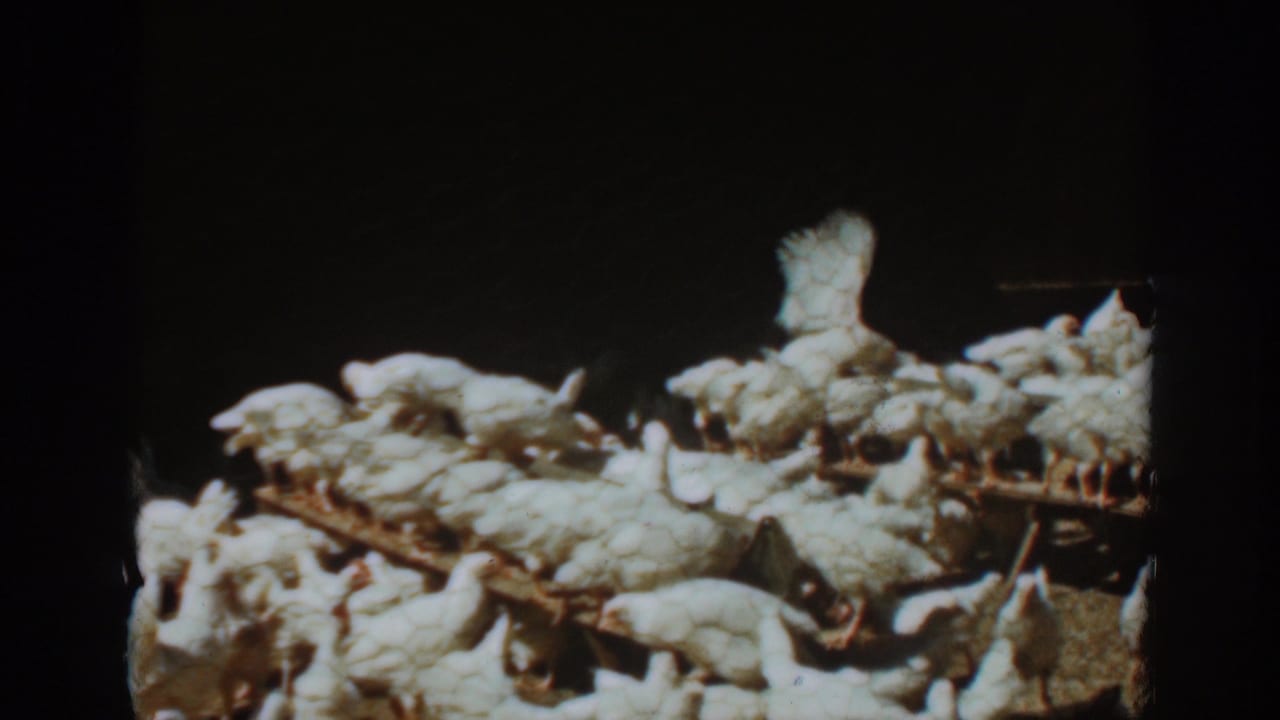A dense flock of white chickens fills wooden perches in a dark interior.