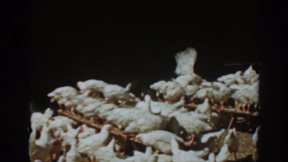 A crowded flock of white chickens stands across wooden perches in the dim barn, with daylight catching feathers in the 1939 Auburn footage.