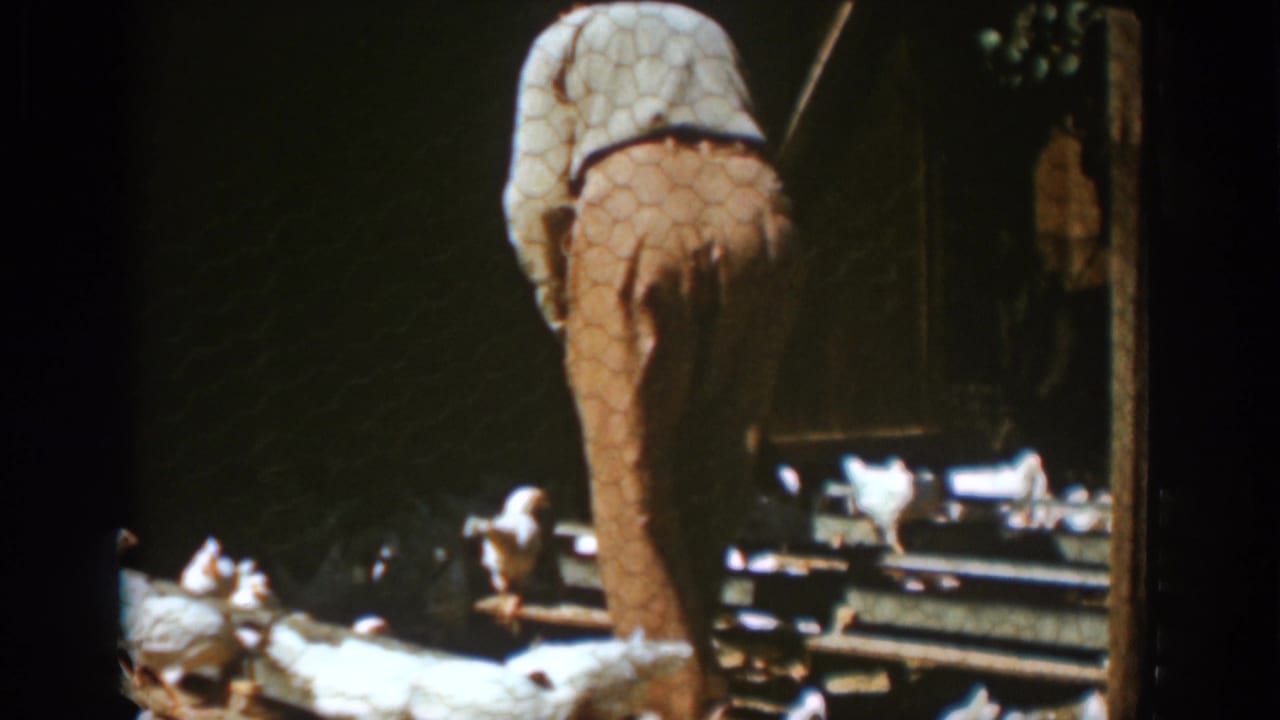 In supplied 1939 Auburn, California footage, a man stands behind chicken wire while white chickens gather near wooden barn fittings.