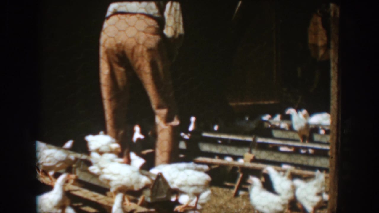 A man in brown trousers stands among white chickens near wooden rails in the Auburn farm barn scene dated 1939 by metadata.