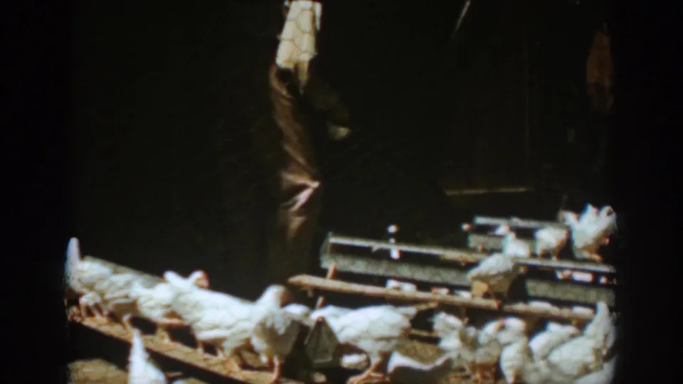 The man moves through a flock of white chickens in the dim barn, with chicken wire and wooden fixtures visible in the 8mm frame.