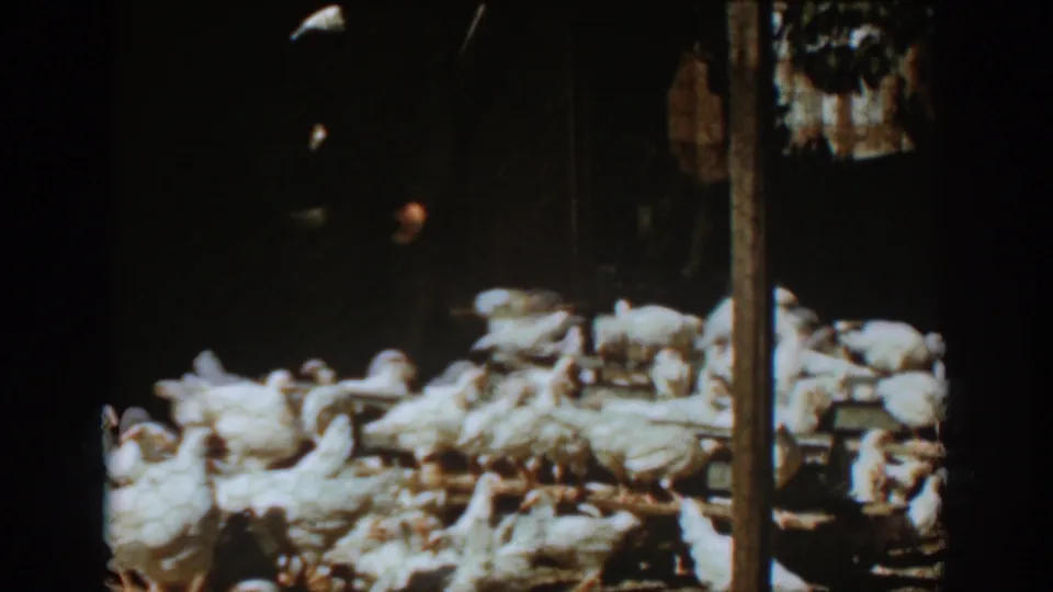 White chickens crowd the barn floor near a vertical post and dark doorway in the supplied Auburn, California farm footage.