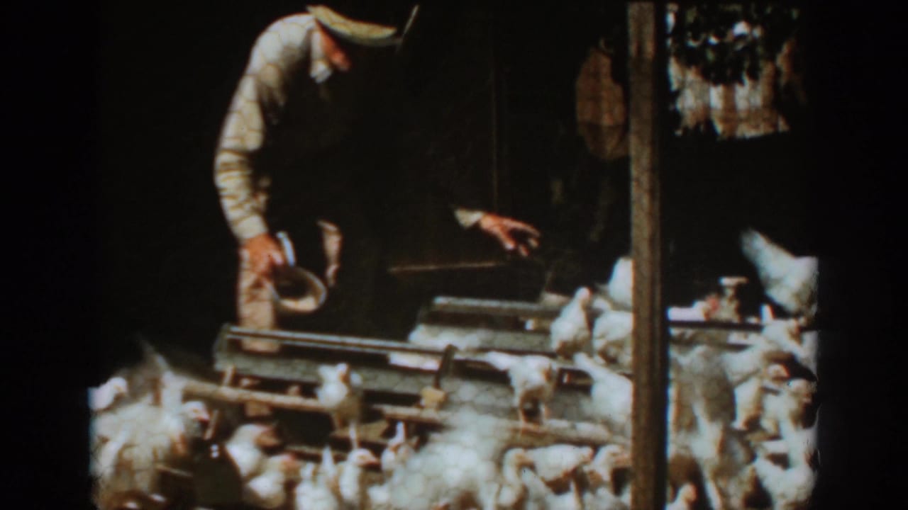 Man in a straw hat pours feed toward chickens behind chicken wire.