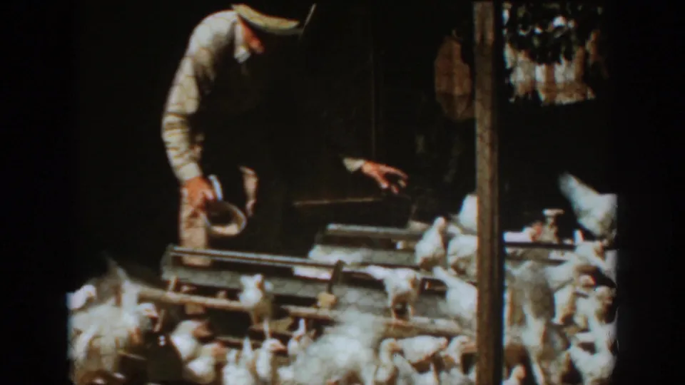 In Auburn, California 1939 footage, a man bends over a coop area as white chickens crowd near wooden feeding troughs.