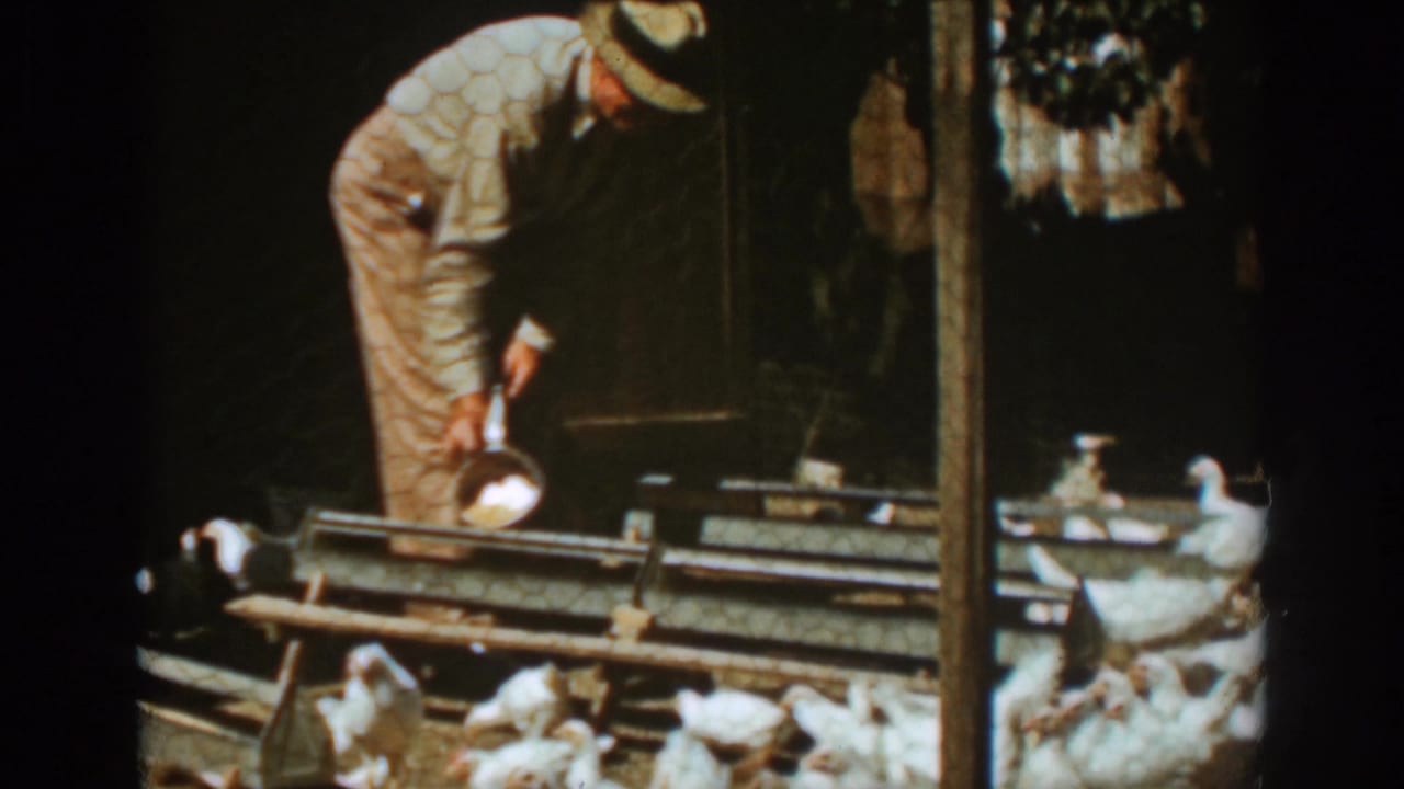 Man leans over a feeding trough while chickens gather below.