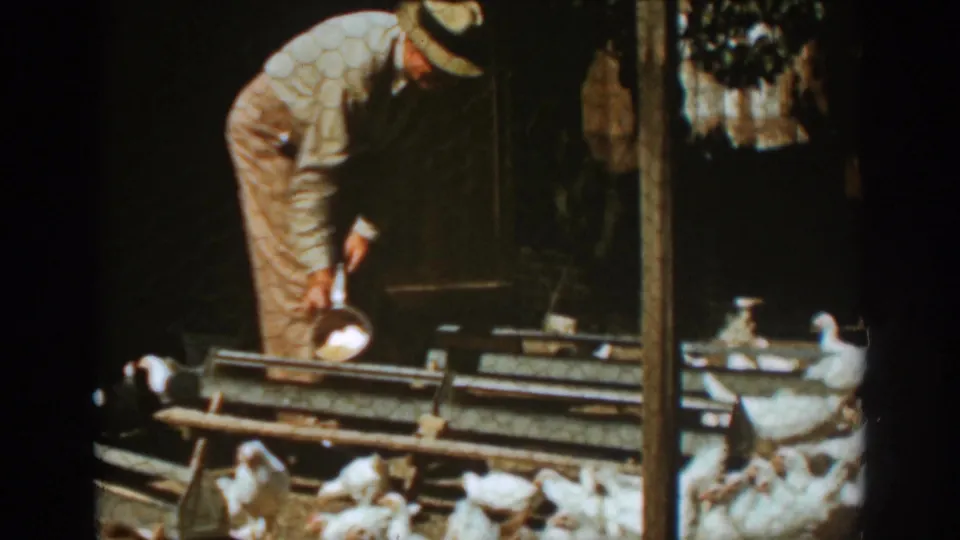 The farmer continues feeding white chickens in the Auburn, California coop, with chicken wire and a dark doorway framing the scene.