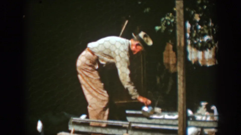 Auburn 1939 home-movie frame showing the man reaching down near the troughs as chickens gather at the lower edge of the coop.