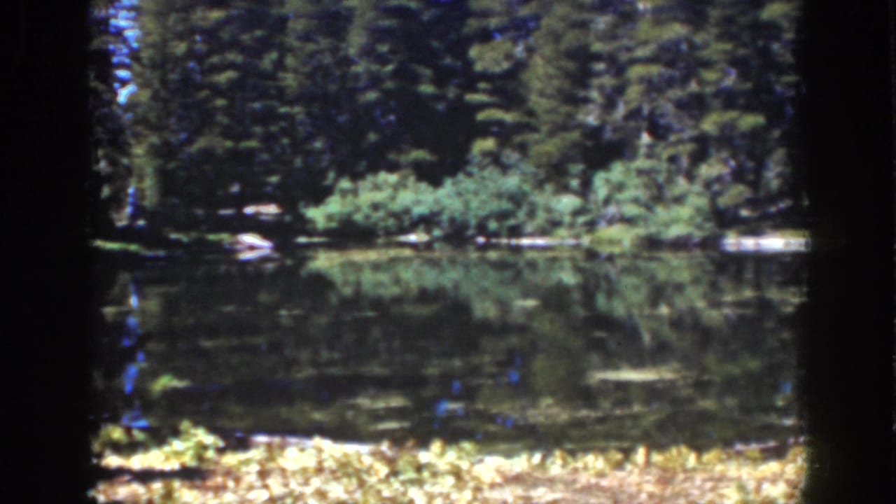 Evergreen shoreline and still water with reflections under bright sun.