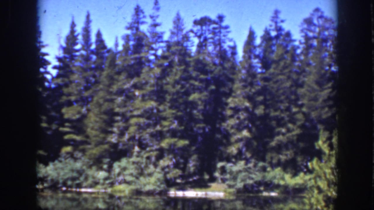 Conifer trees line a lakeside or roadside clearing under a bright blue sky.