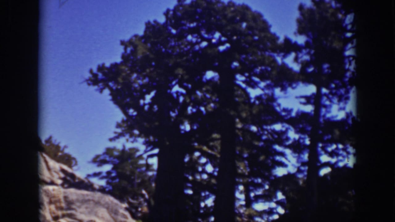 1939 Lake Tahoe frame with dark evergreen trunks and crowns set against clear blue sky and rocky foreground.