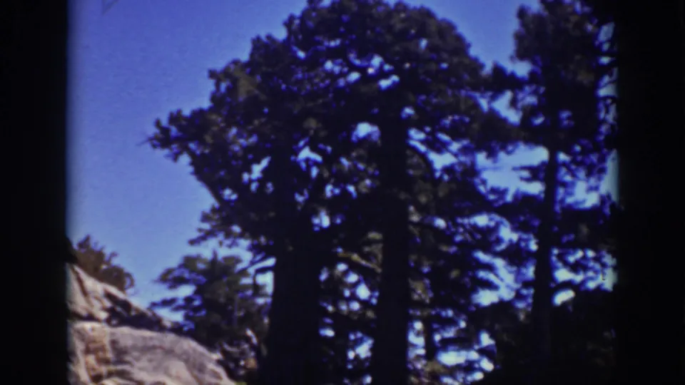 1939 Lake Tahoe frame with dark evergreen trunks and crowns set against clear blue sky and rocky foreground.