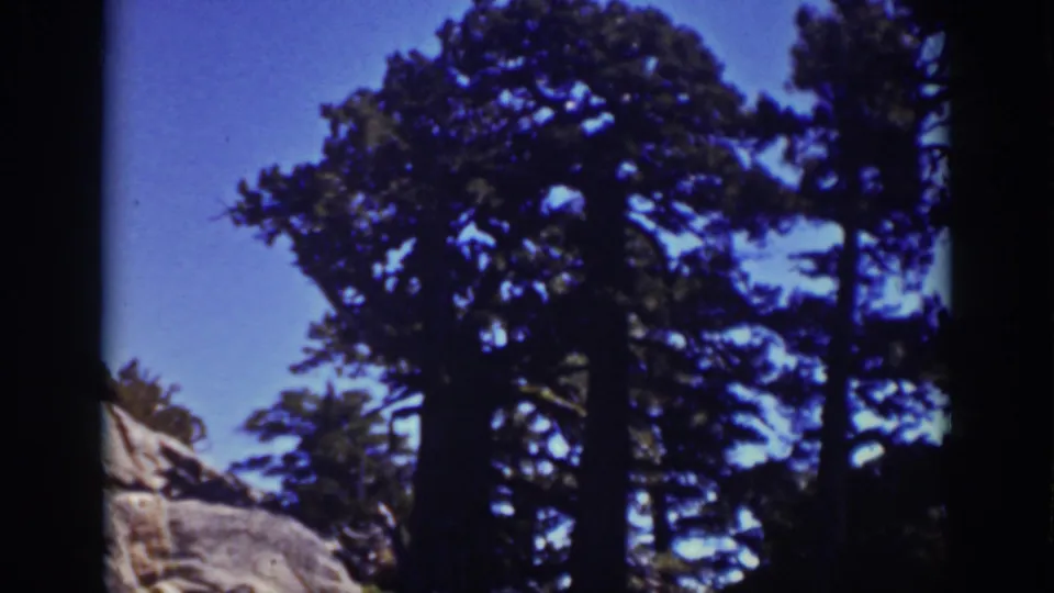 Lake Tahoe 1939 8mm frame showing a handheld upward view of evergreens, sky, and exposed rock.