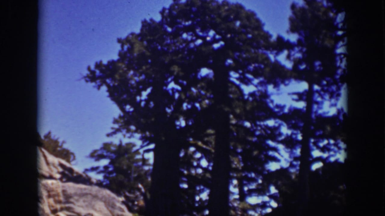 Evergreen trees rise beside a pale boulder under a blue sky.