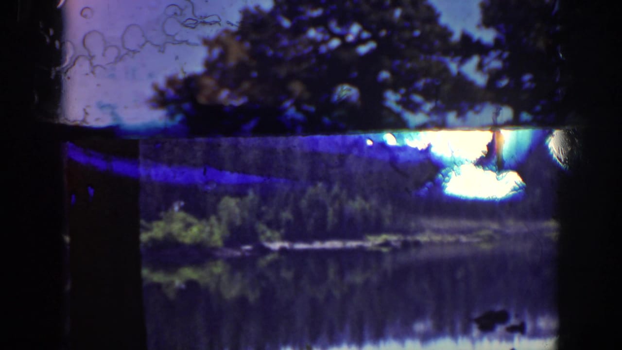 Pine trunks frame a calm lake with forest reflected in the water.