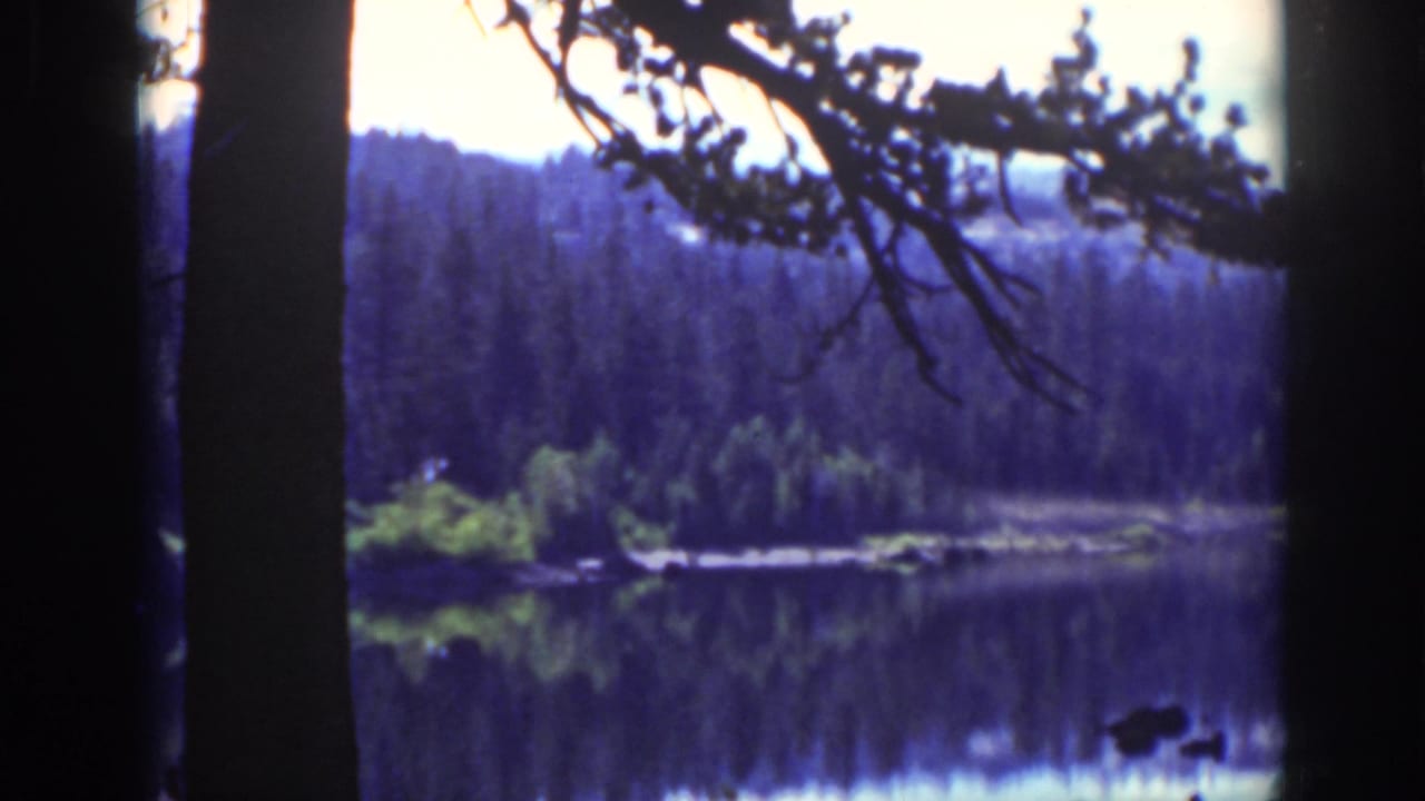 Calm lake framed by dark tree trunks with forest reflections and an overhanging pine branch.