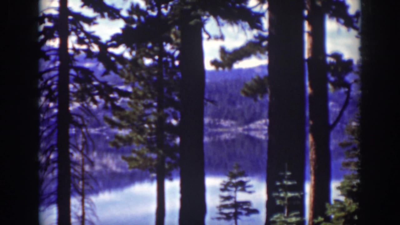 Tall pine trunks frame a blue lake and distant forested mountain slope.