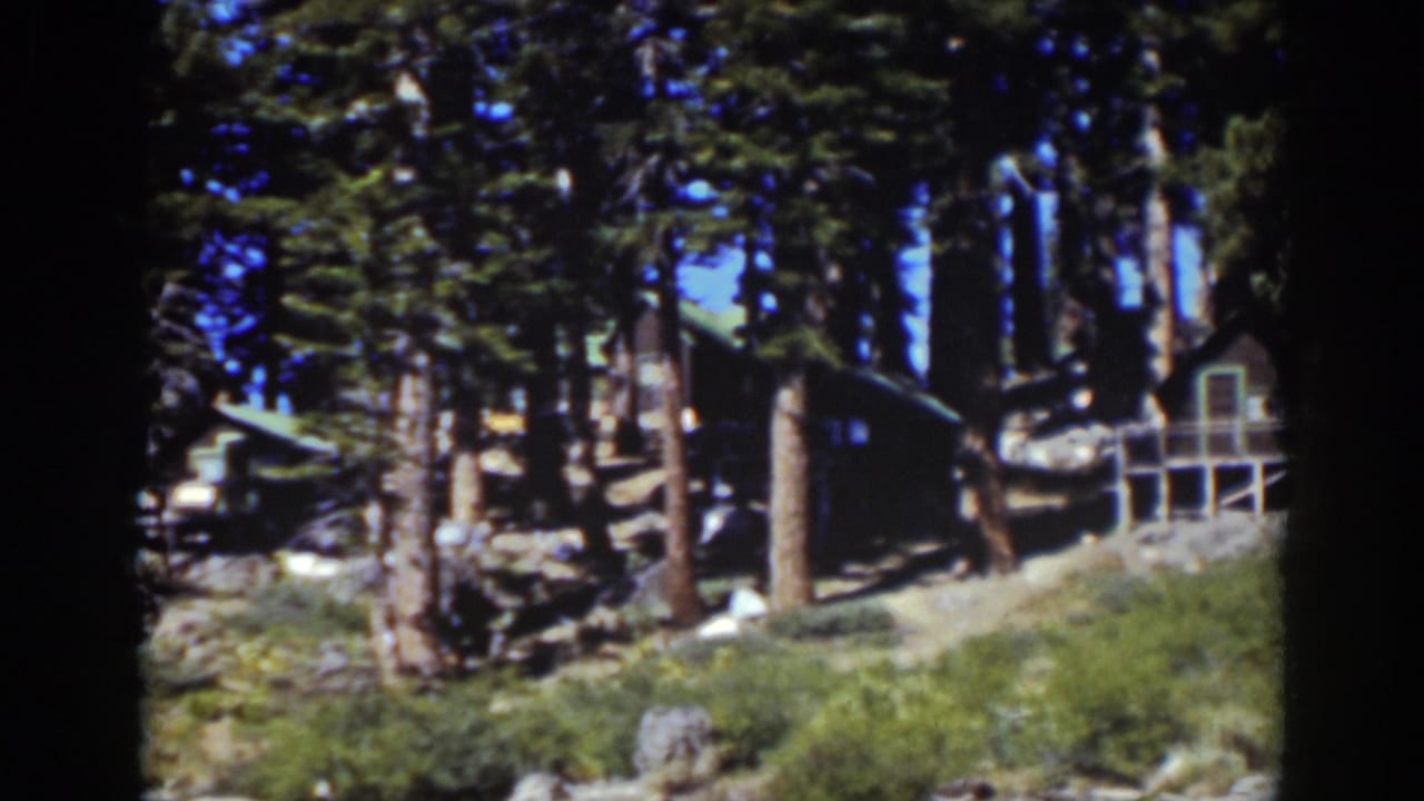 Small cabin partly hidden among tall pine trees and forest undergrowth.