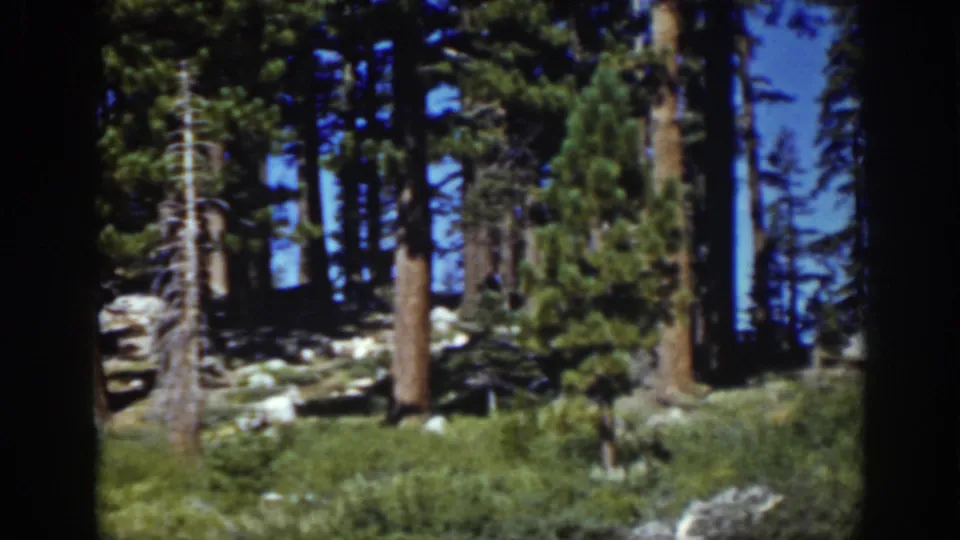 Late-1930s Lake Tahoe forest view with tall pines, scattered boulders, and green undergrowth after the cabin has mostly passed out of frame.
