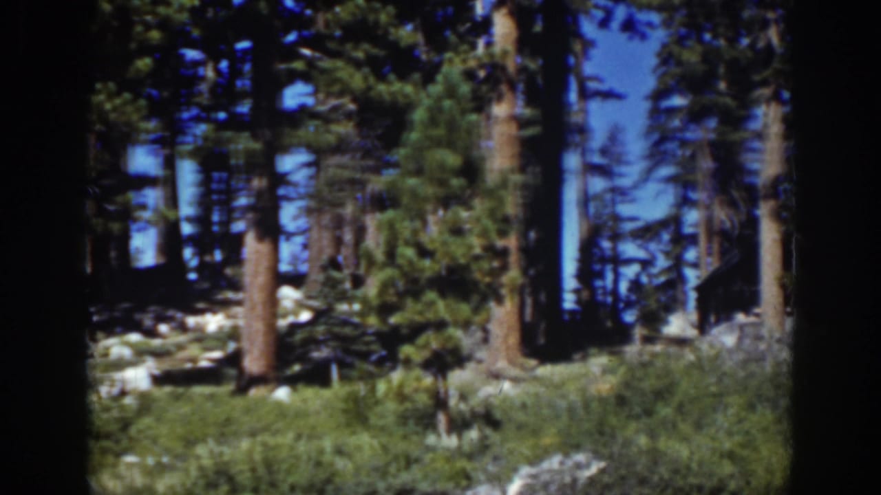 Conifer forest with tall trunks, green undergrowth, rocks, and dark 8mm frame edges.